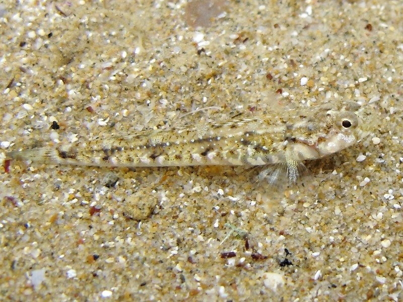 Pomatoschistus bathi